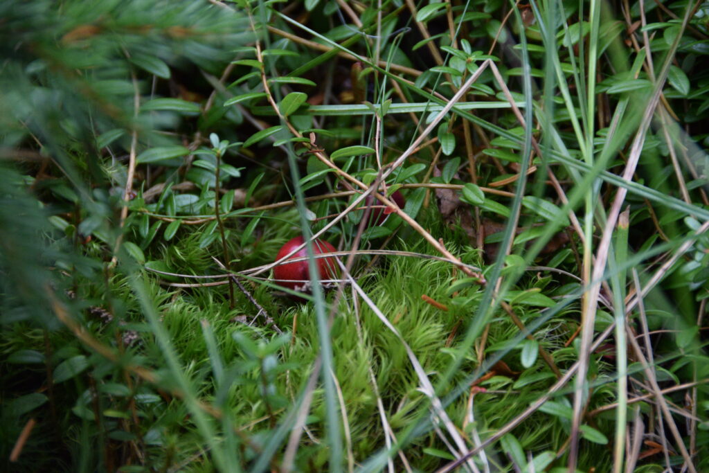 dsc 0019